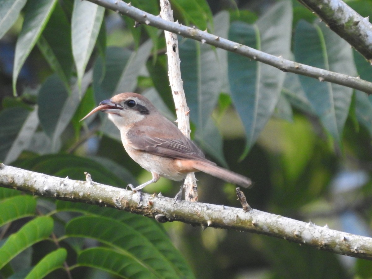 Brown Shrike - ML304473241