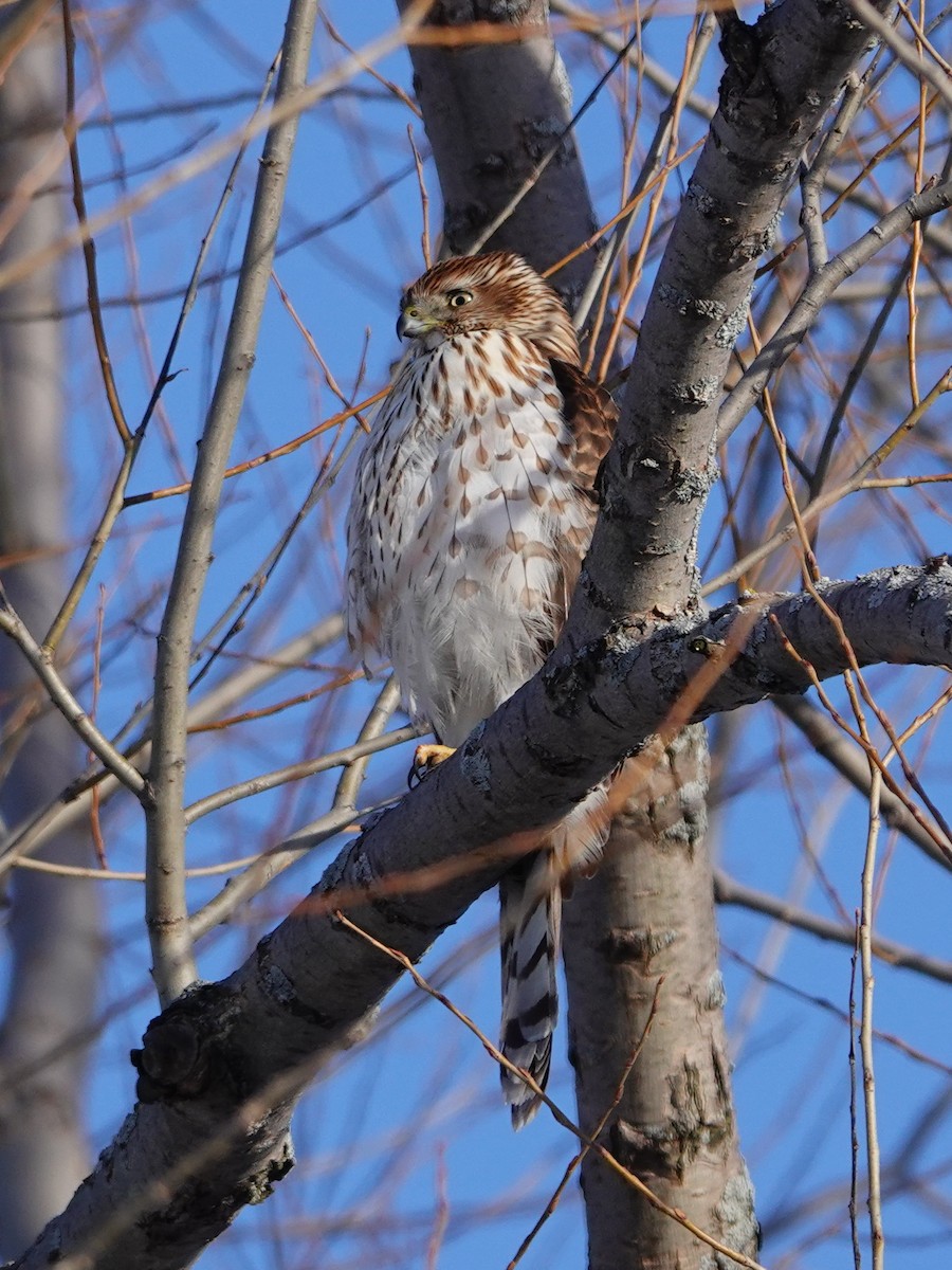 Cooper's Hawk - Louis Lessard