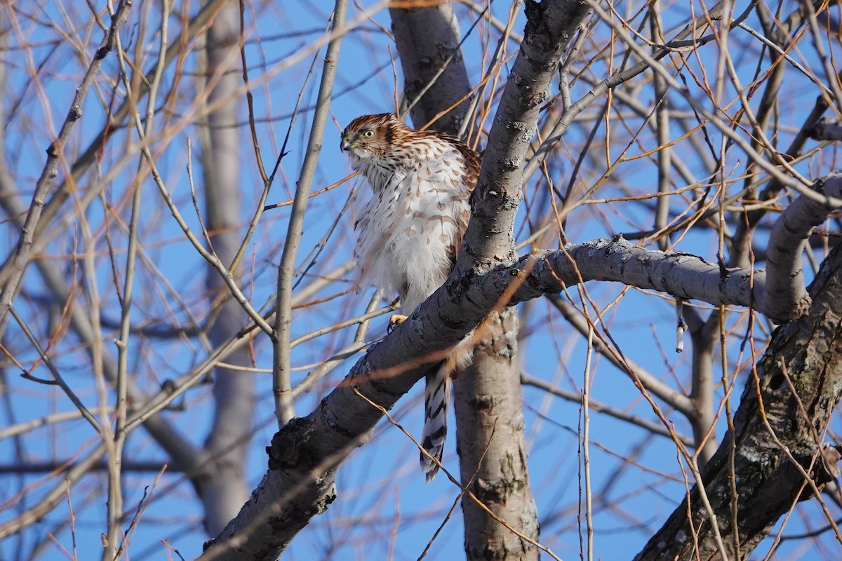 Cooper's Hawk - Louis Lessard