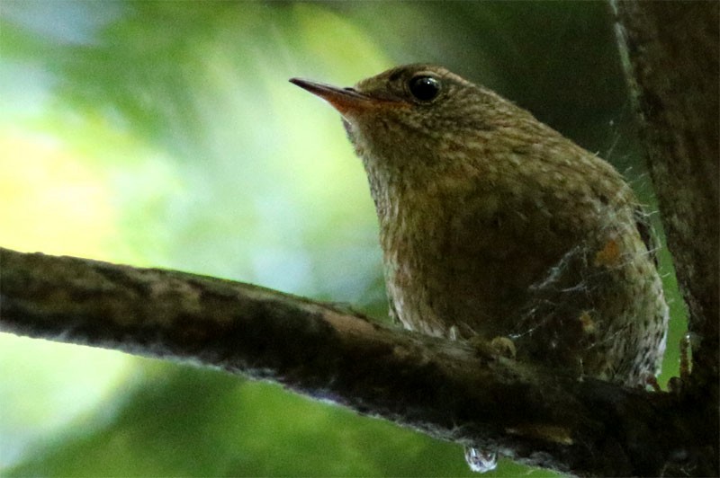 Winter Wren - ML30447771