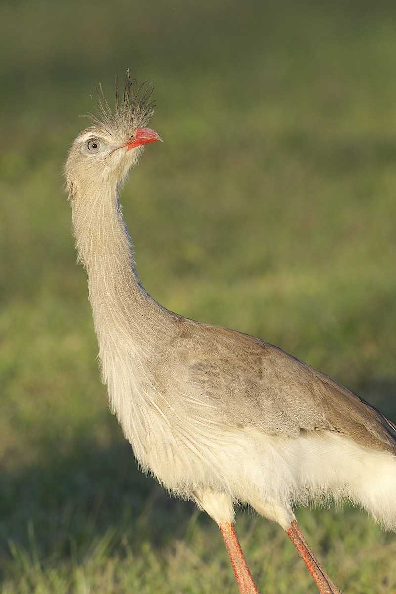 Red-legged Seriema - ML304479681