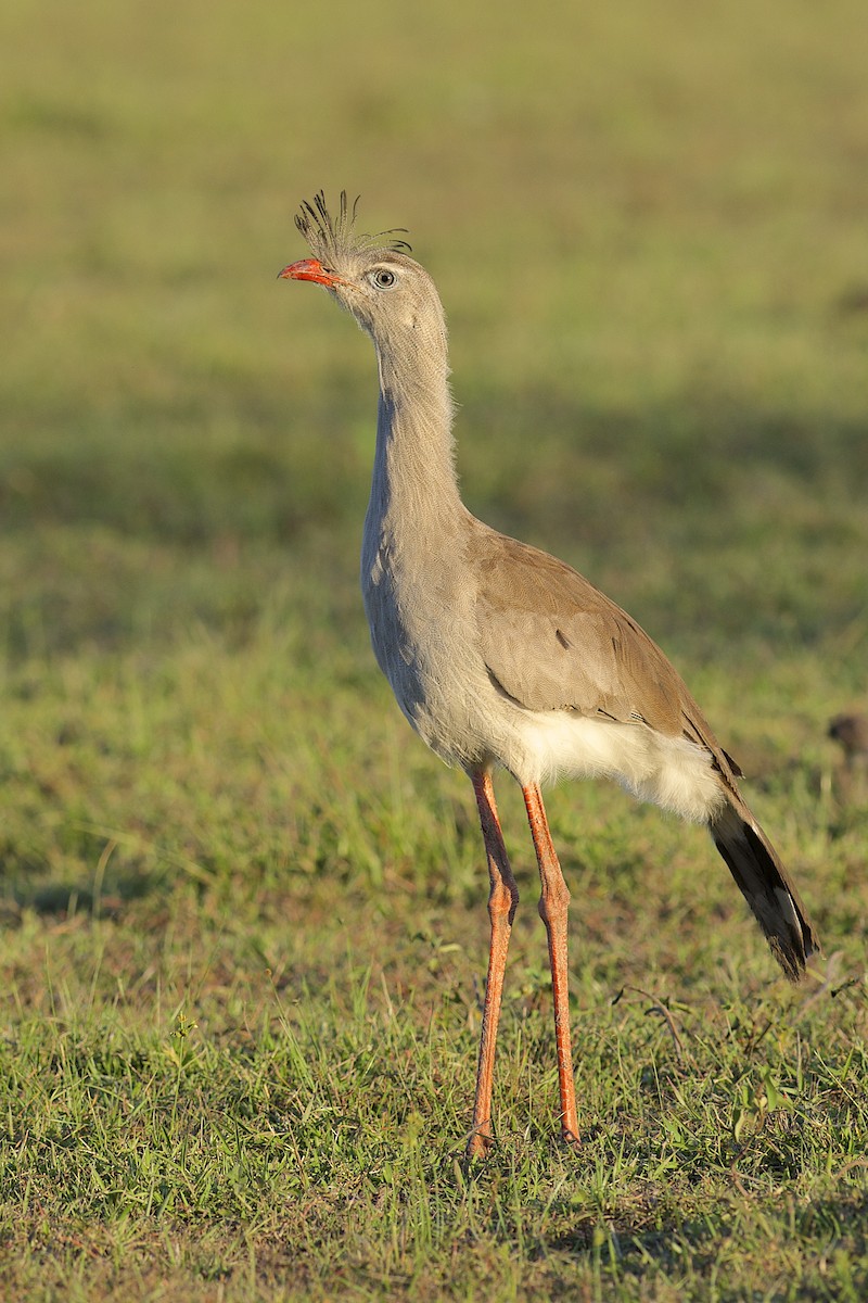 Red-legged Seriema - ML304479701