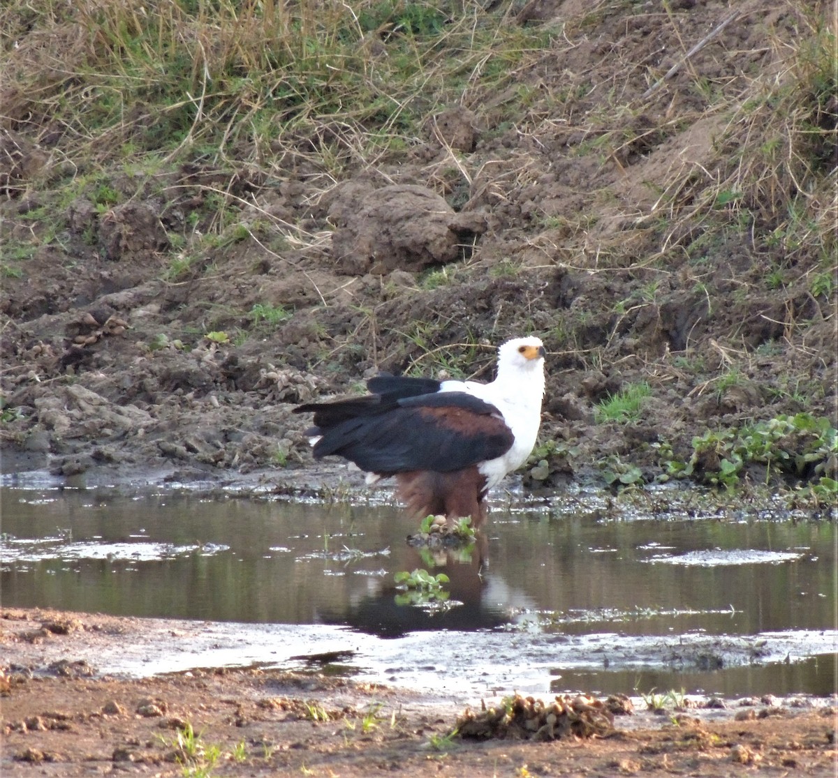 African Fish-Eagle - Catriona Leven