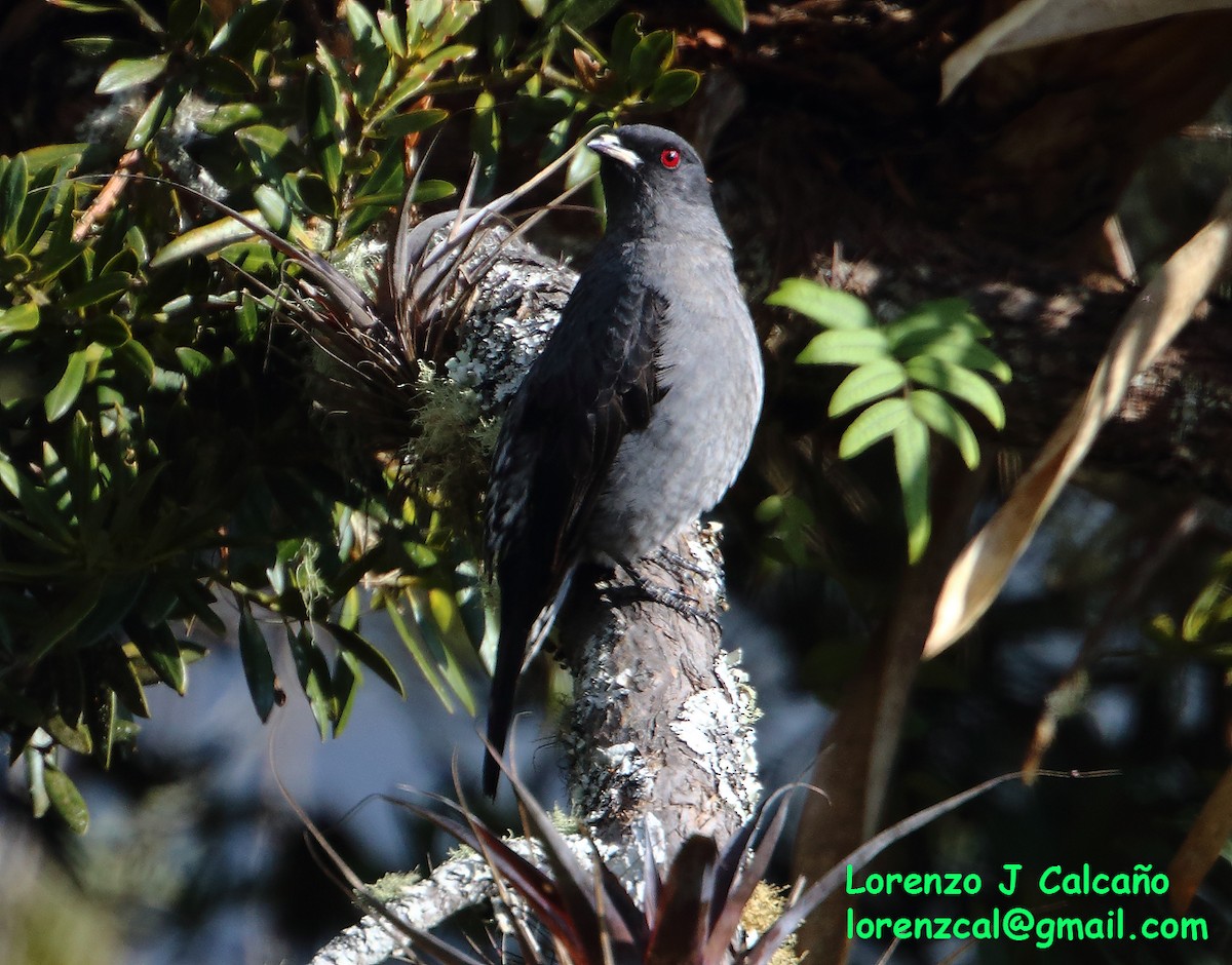 Cotinga à huppe rouge - ML304480981