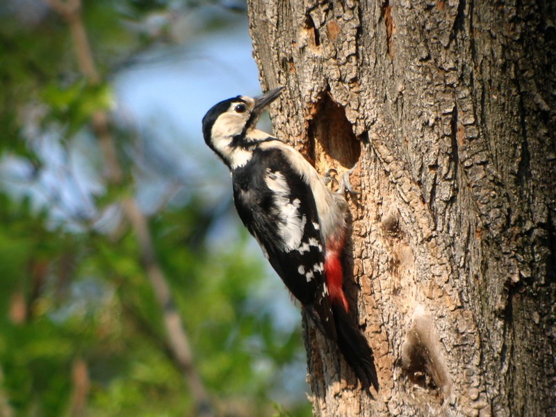 Syrian Woodpecker - ML304482031