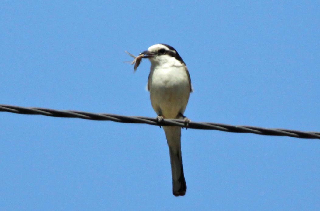 Masked Shrike - ML304482391