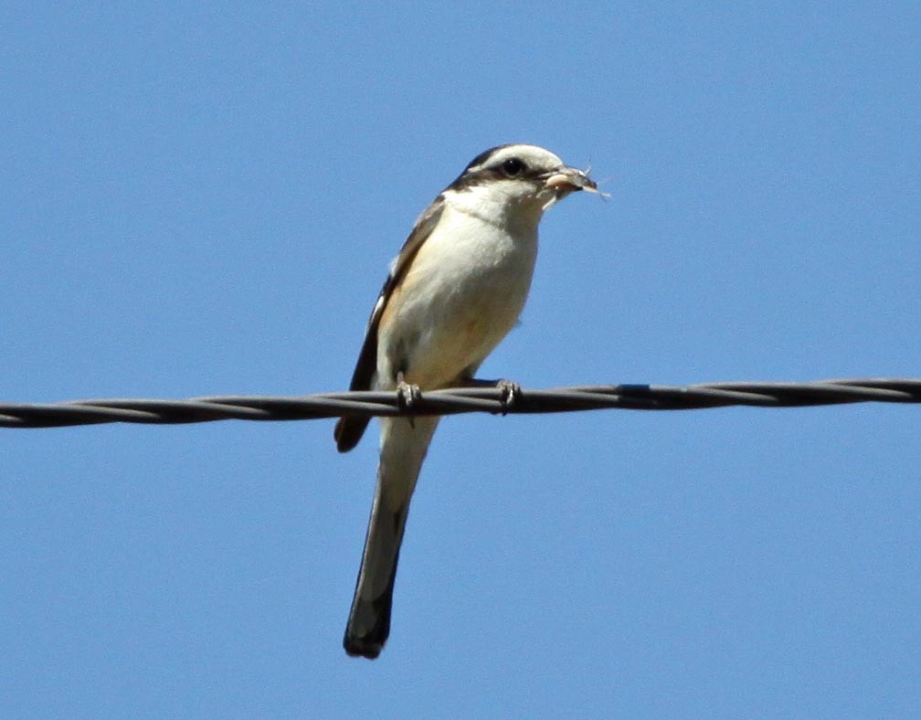 Masked Shrike - ML304482461