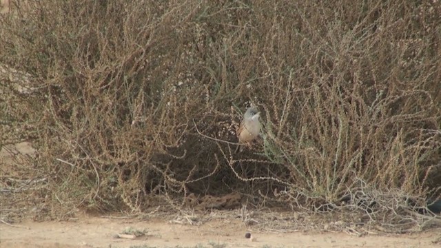 Spectacled Warbler - ML304483501