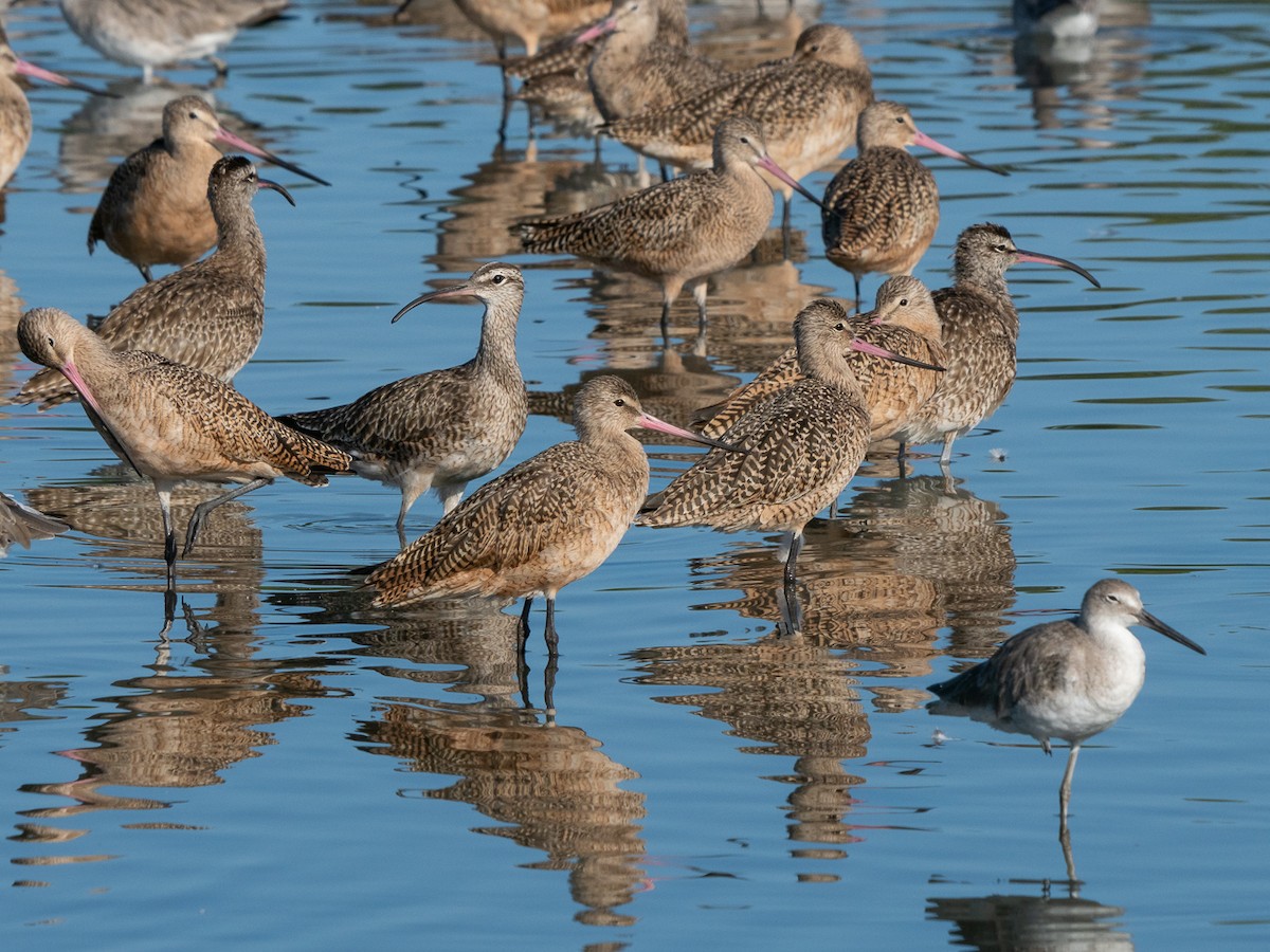 Marbled Godwit - Chris Fischer