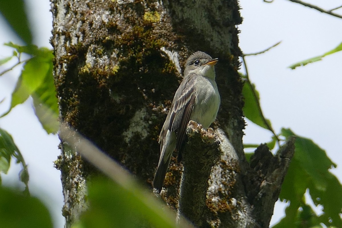 Eastern Wood-Pewee - ML304485961