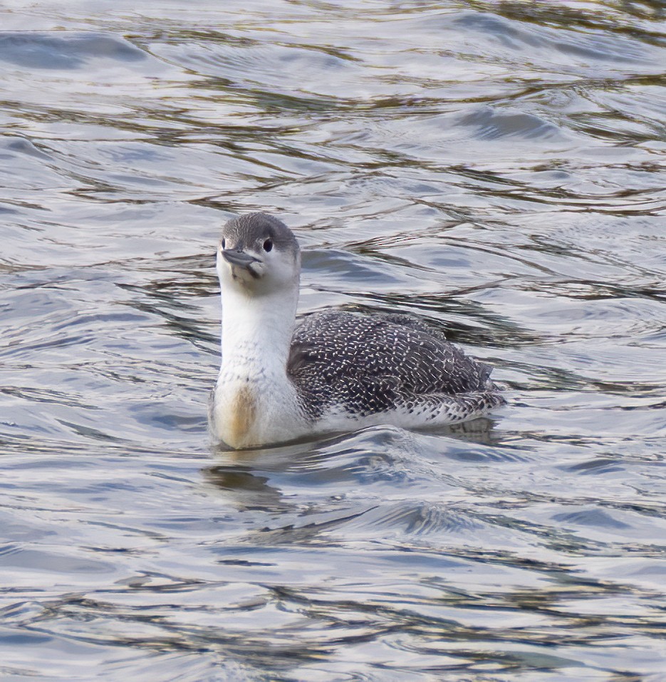 Red-throated Loon - ML304486651