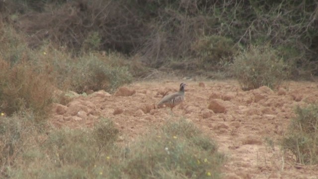 Barbary Partridge - ML304486981