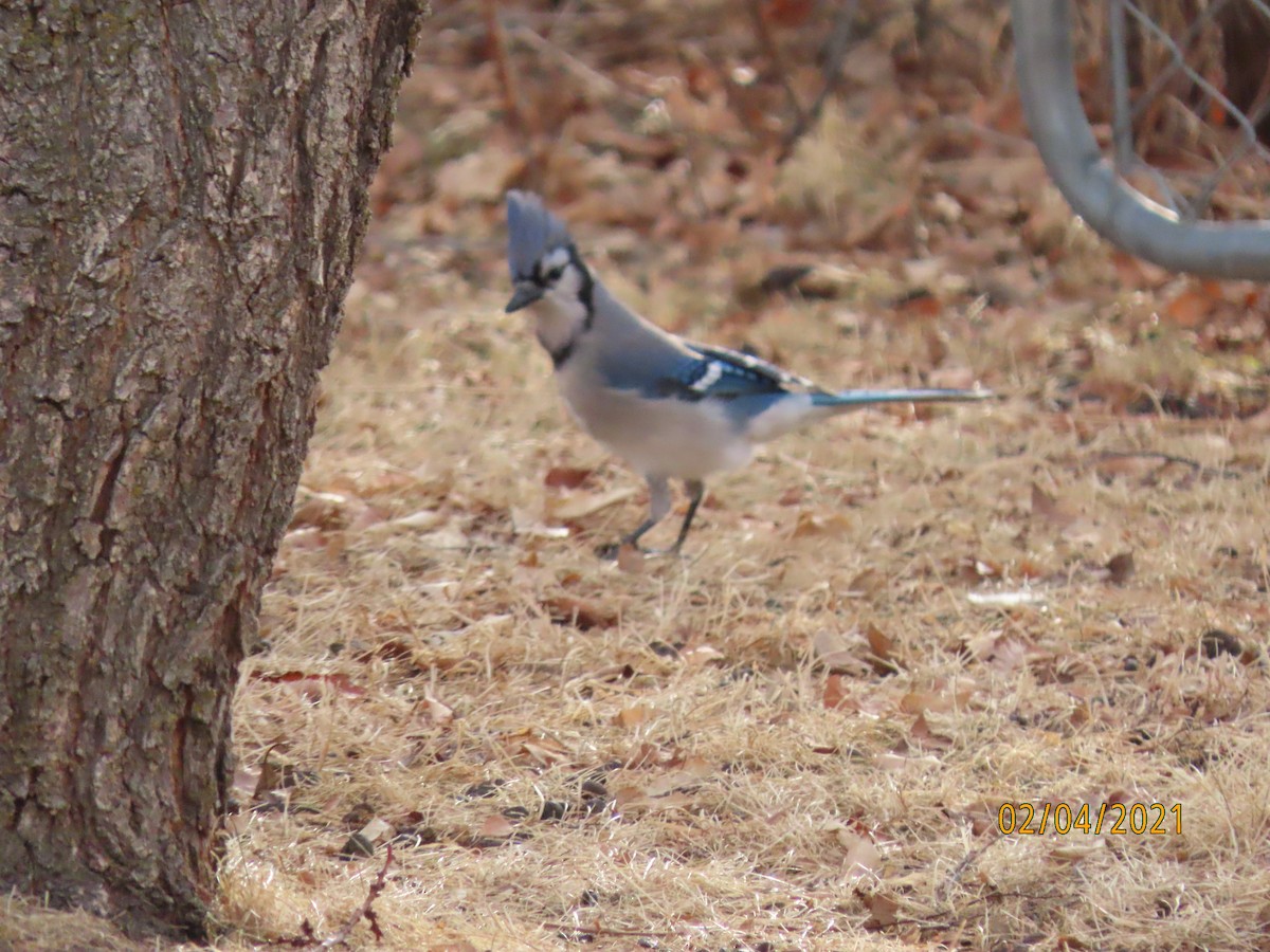 Blue Jay - Kim Harrison