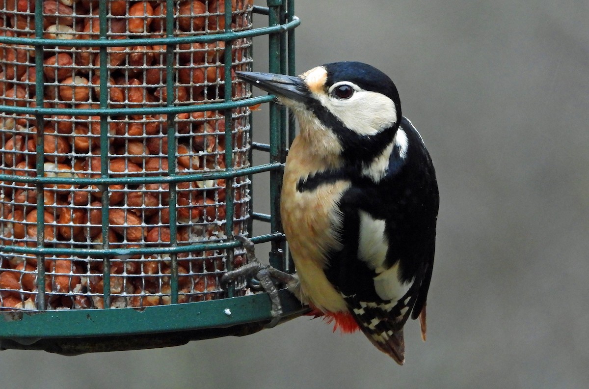Great Spotted Woodpecker - Paul Lewis