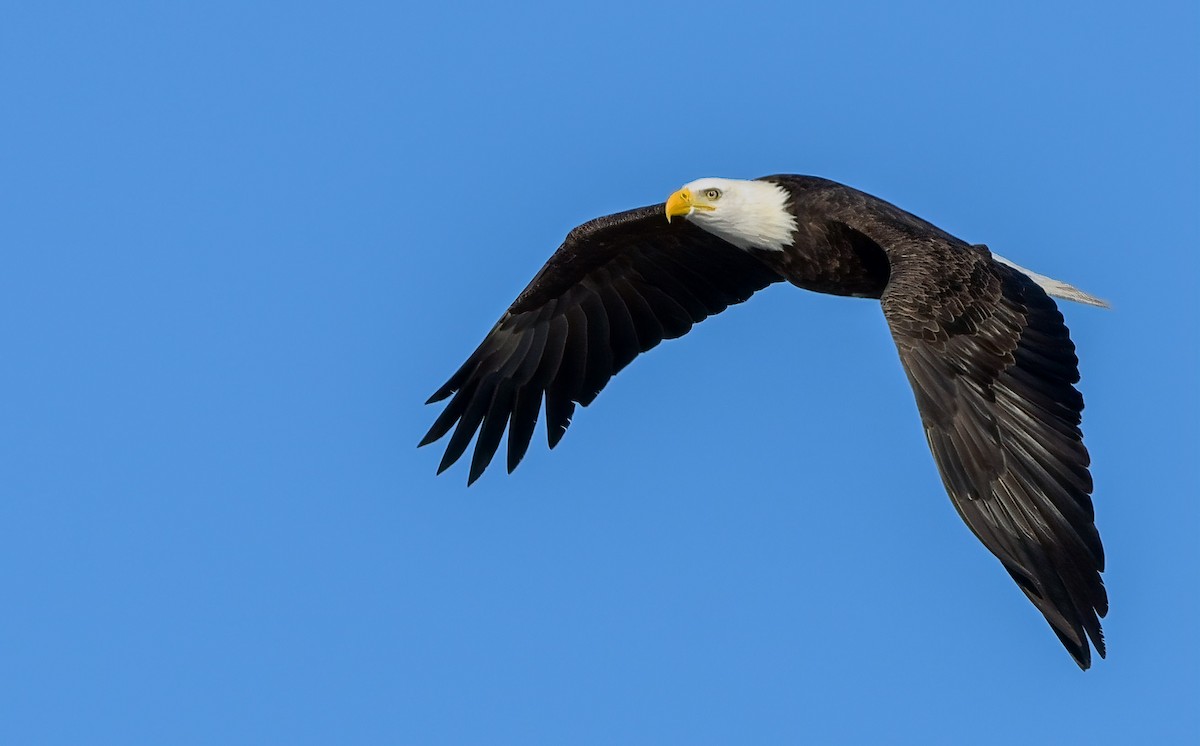 Bald Eagle - ML304487691