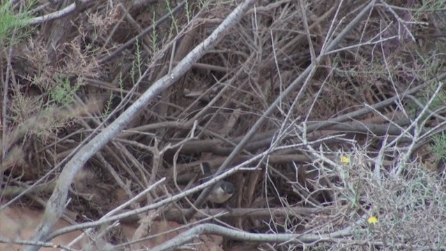 Western Orphean Warbler - ML304488211