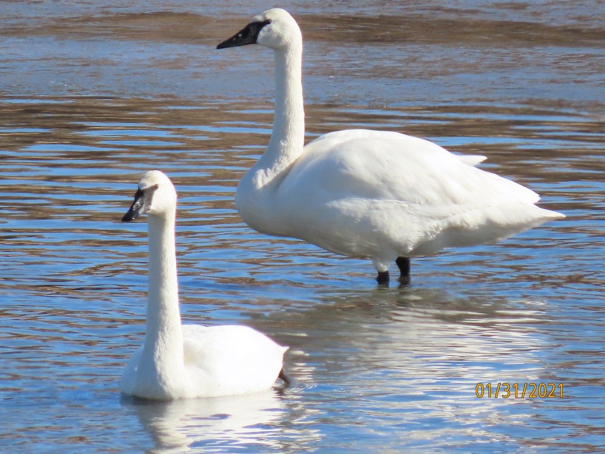 Trumpeter Swan - Kim Harrison