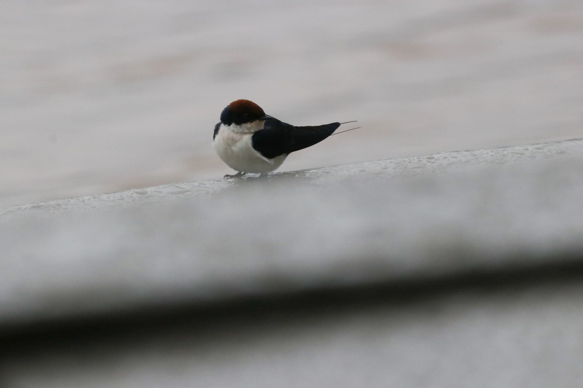 Wire-tailed Swallow - Vickie Becker