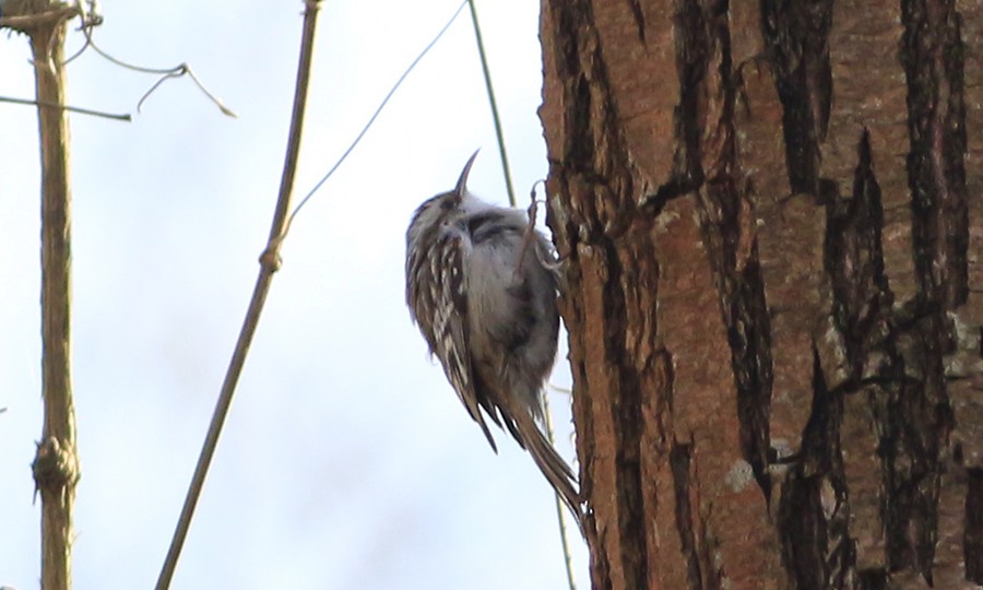טפס-עצים אירופי - ML304491951