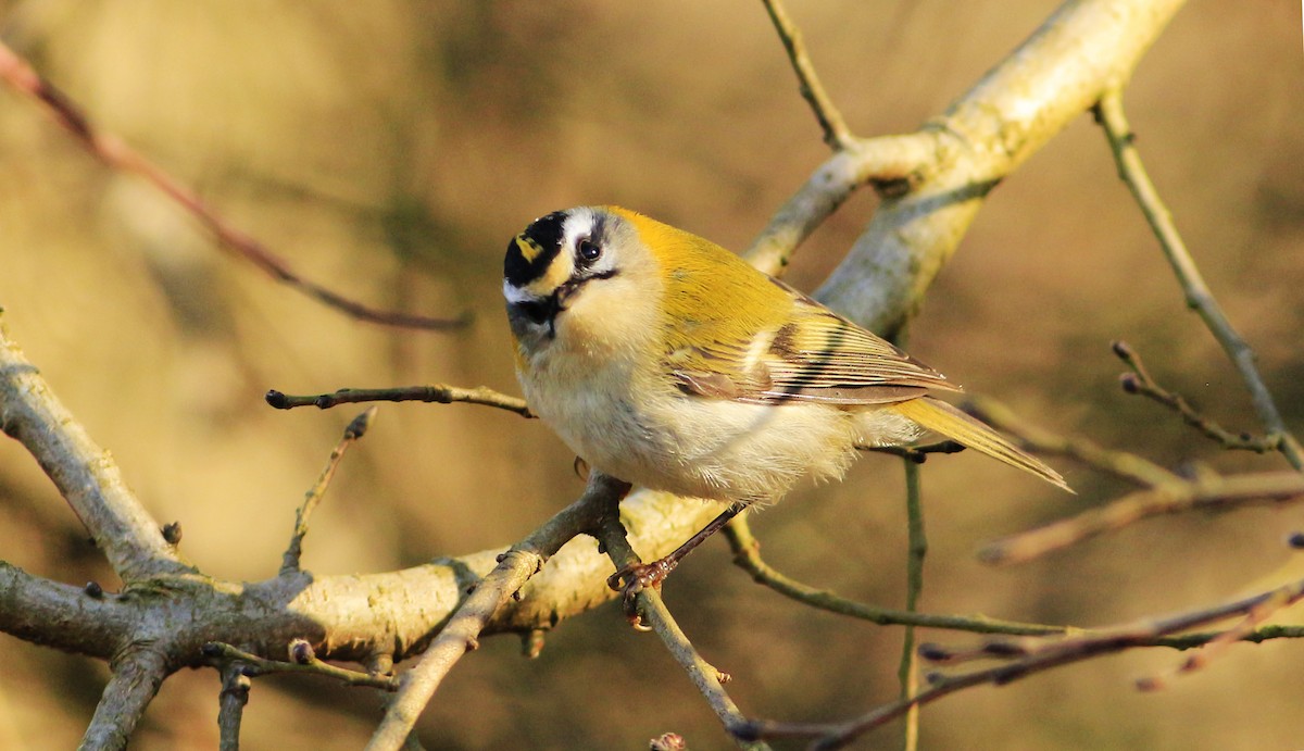 מלכילון האורנים/לבן-גבות - ML304492091