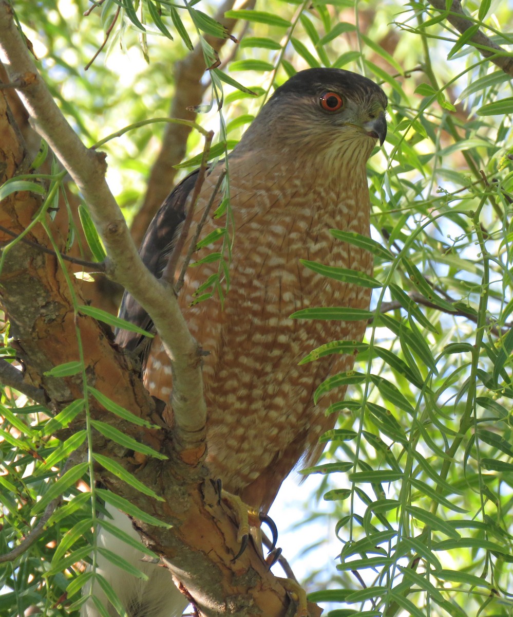 Cooper's Hawk - ML304492701