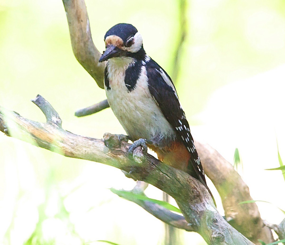 Great Spotted Woodpecker - ML30449401