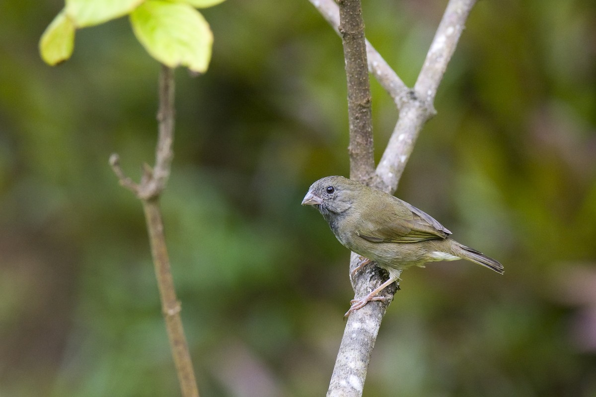 Black-faced Grassquit - ML304494271