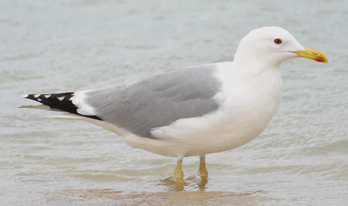 Gaviota del Caspio - ML304497651