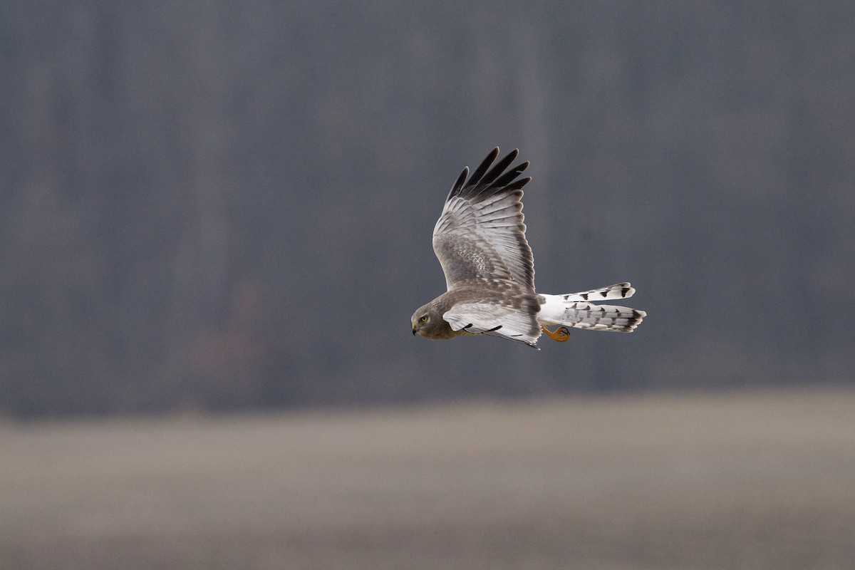 Northern Harrier - Liz Jaggers