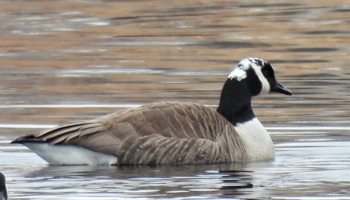 Canada Goose - ML304498461