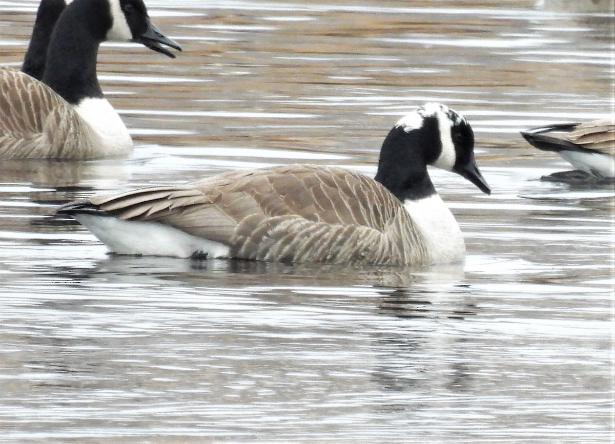 Canada Goose - ML304498471