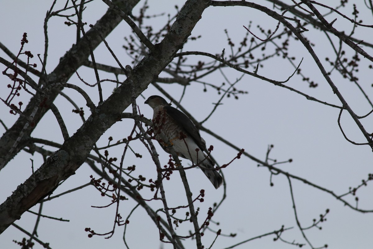 Sharp-shinned Hawk - ML304498521