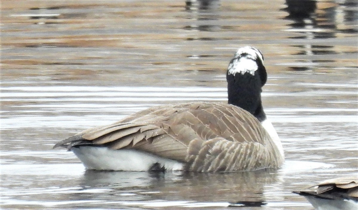 Canada Goose - ML304498541