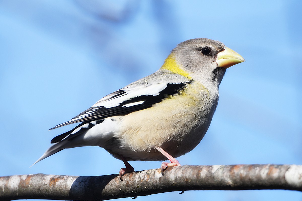 Evening Grosbeak - Daniel Swofford