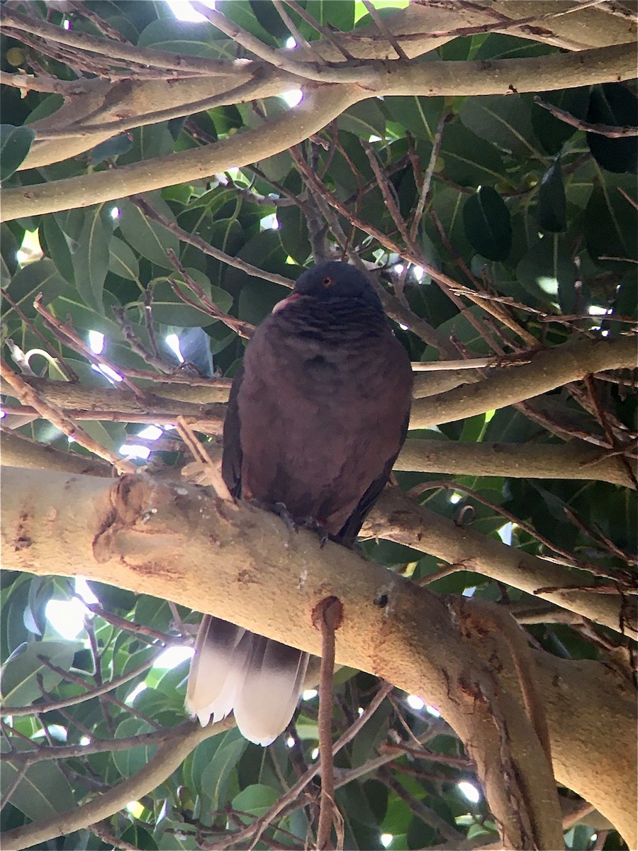 Pigeon des lauriers - ML304502871