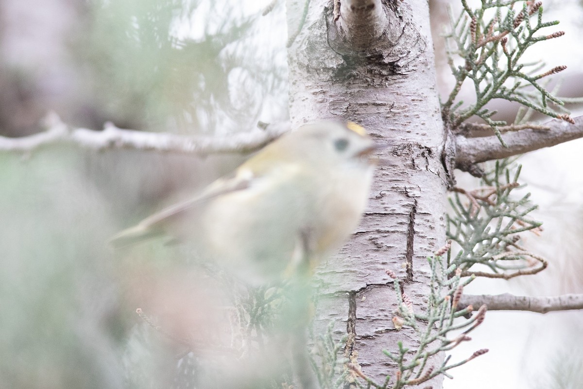 Goldcrest - ML304504521