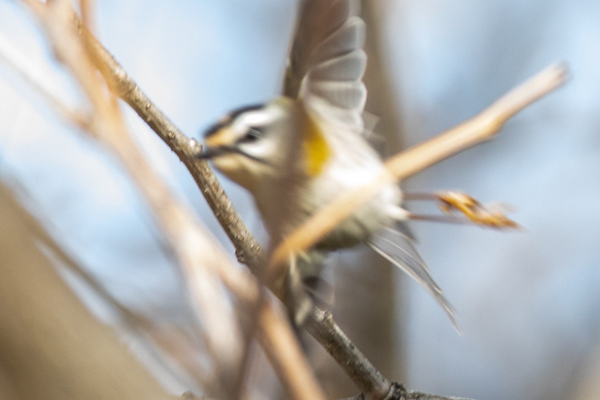 Common Firecrest - ML304504551