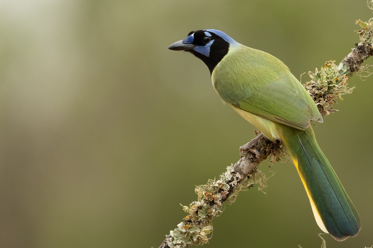 Green Jay - ML304504571