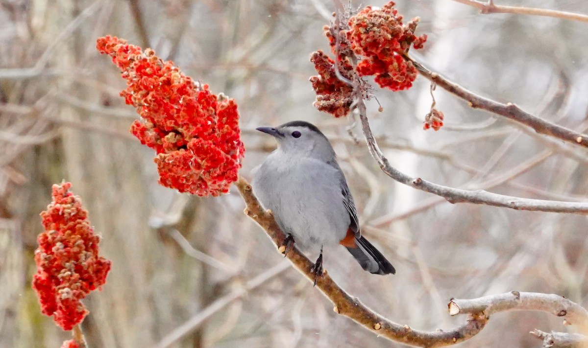 Gray Catbird - Gale VerHague
