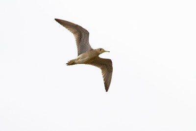 Upland Sandpiper - Georg Schreier Birdwatching Algarve