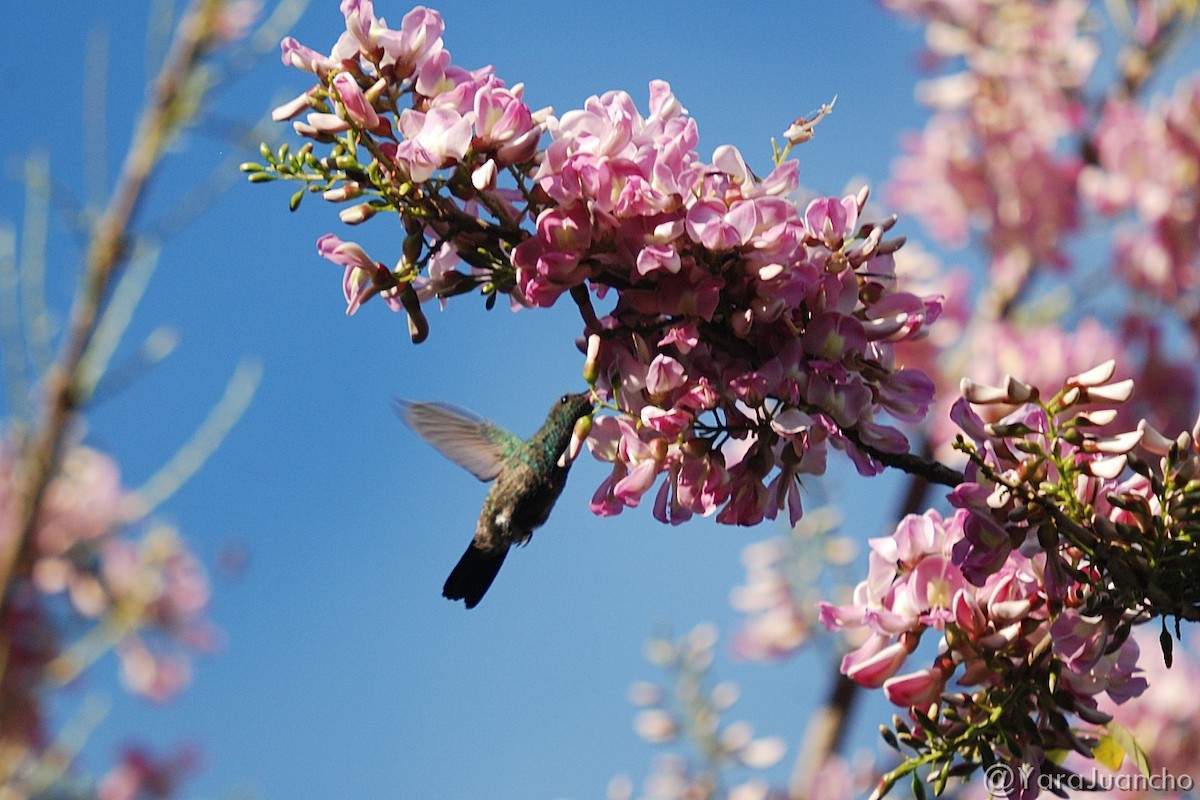 kolibřík měděnořitý - ML304510091