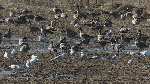 Taiga Bean-Goose - ML304510101