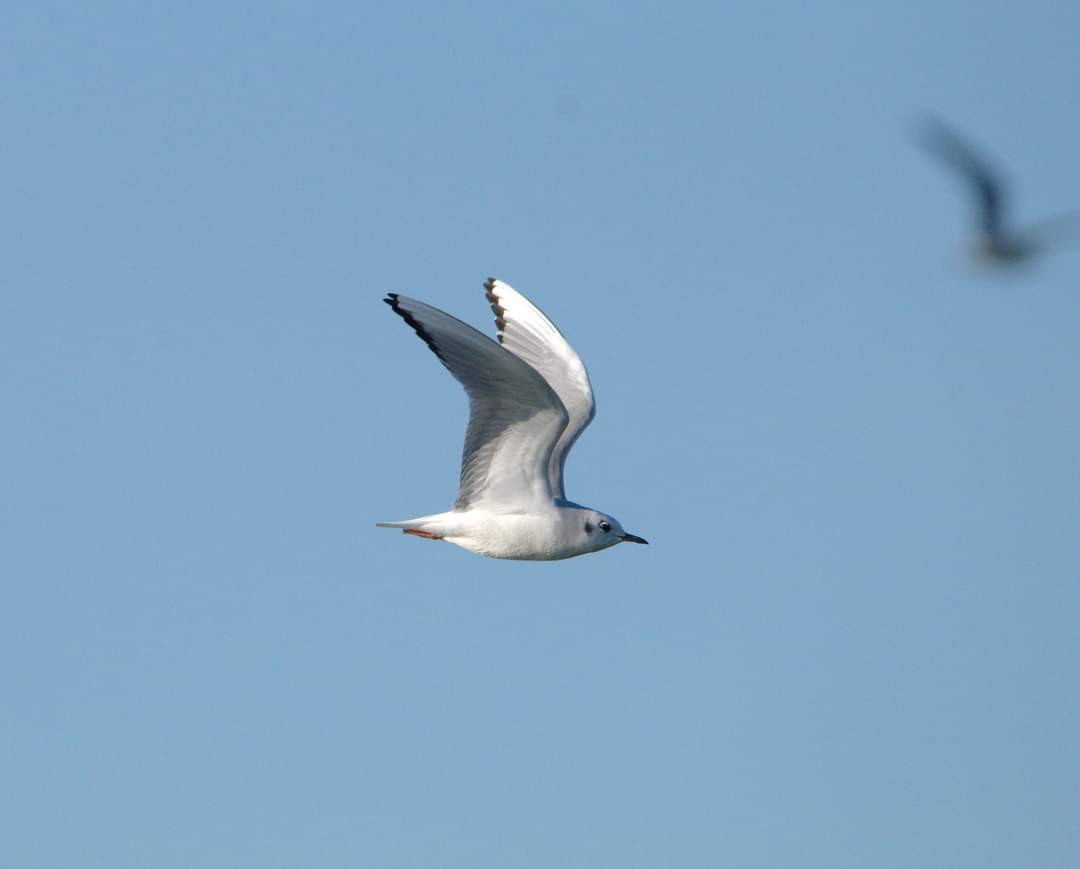 Mouette de Bonaparte - ML304510301