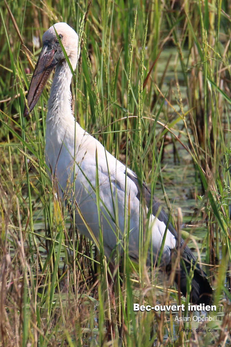 Asian Openbill - ML304510461