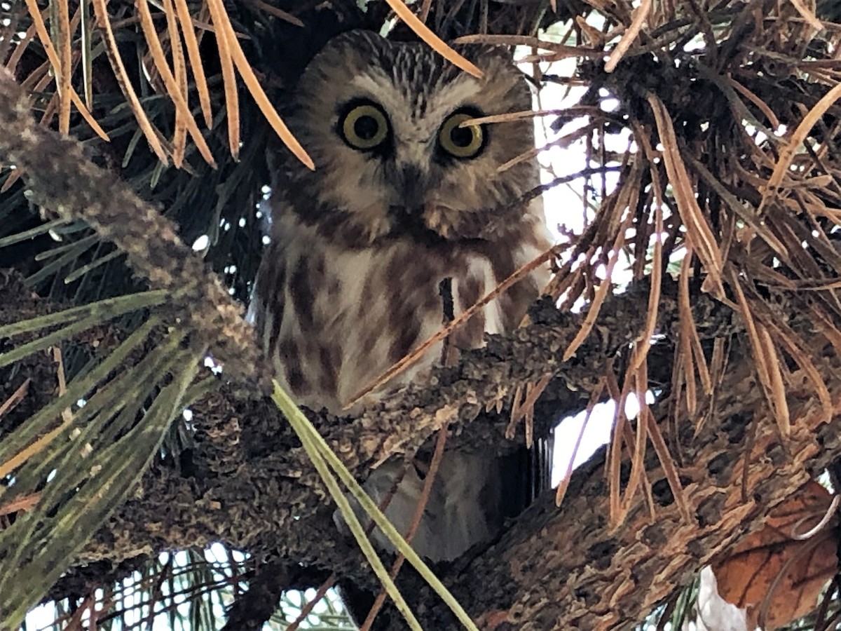 Northern Saw-whet Owl - ML304510781