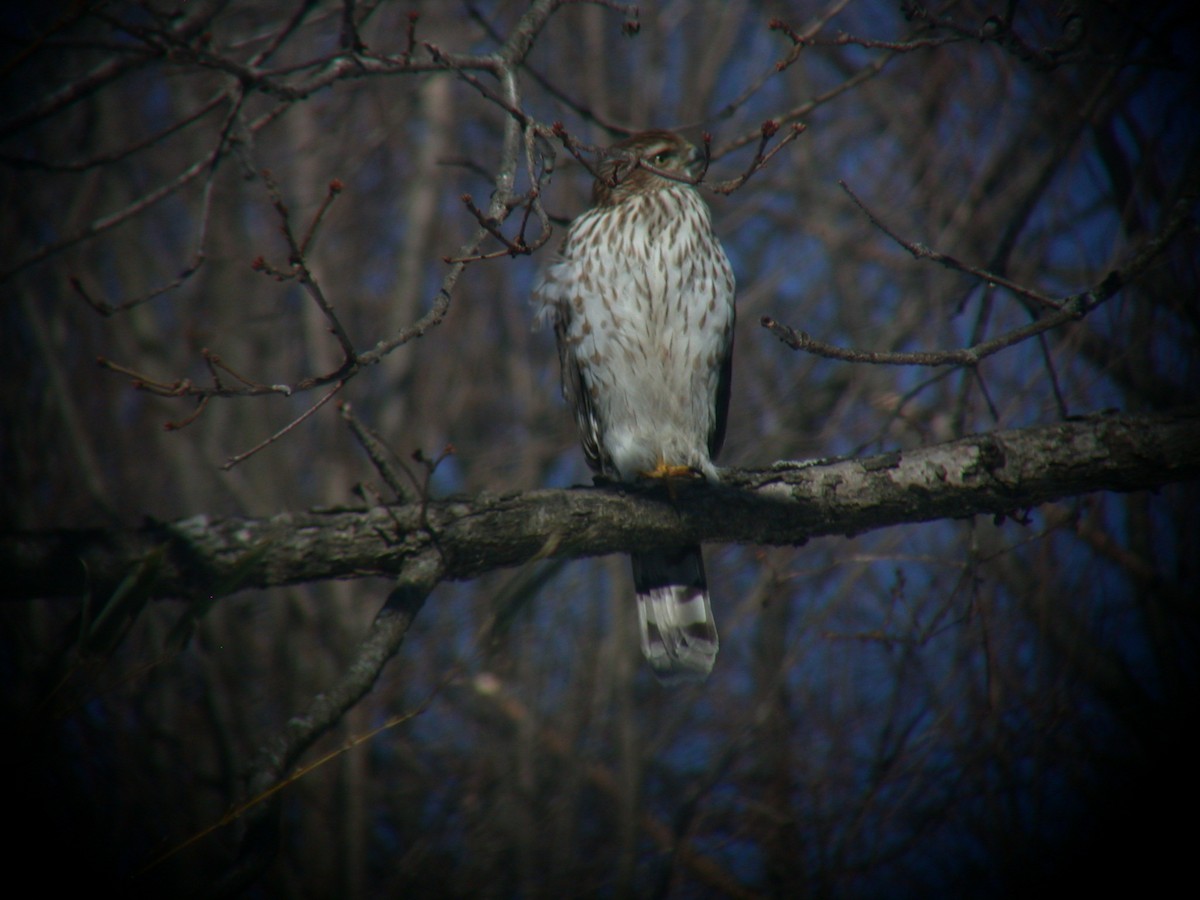 Cooper's Hawk - ML304510981
