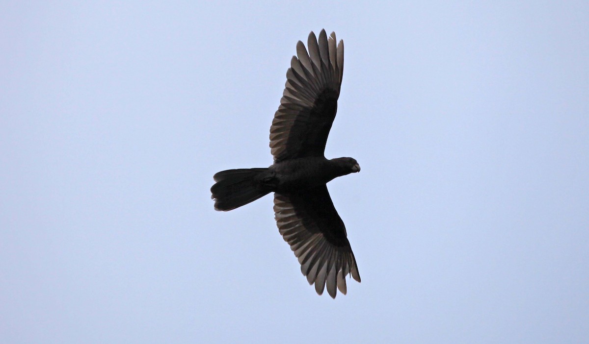 Seychelles Parrot - stephen  carter