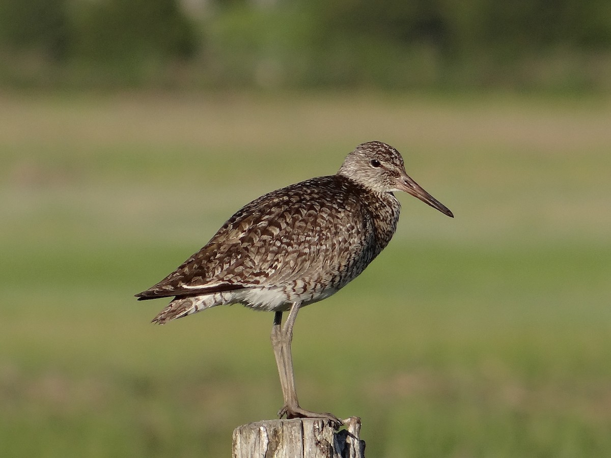 Willet - ML30451321