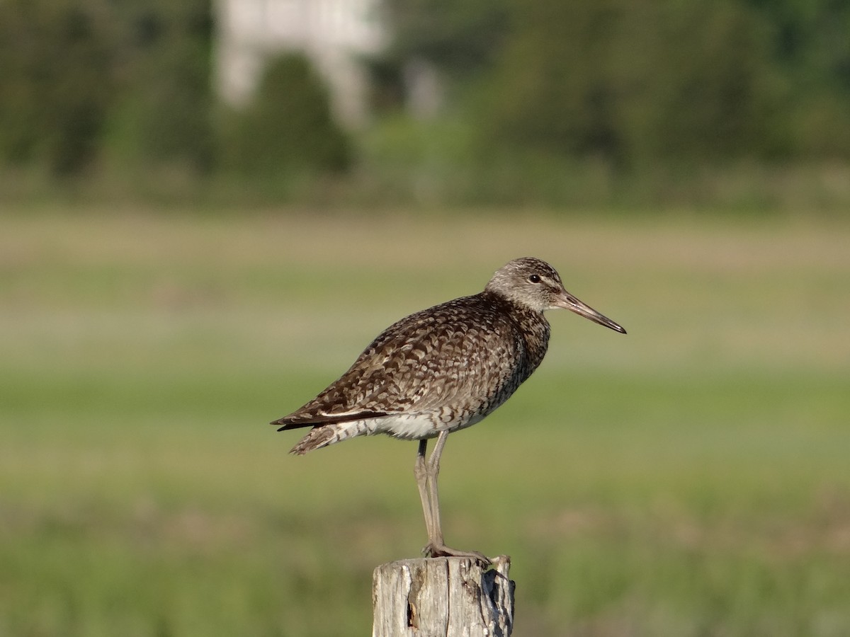 Willet - ML30451351