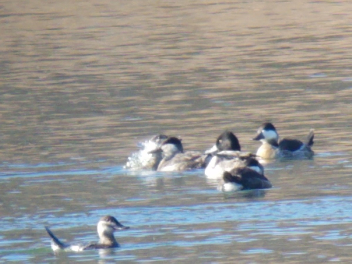 Ruddy Duck - ML304514721